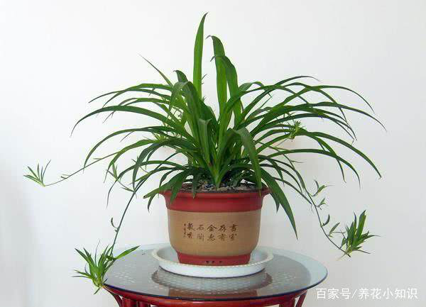 新裝修的門店放哪些植物可以凈化空氣？